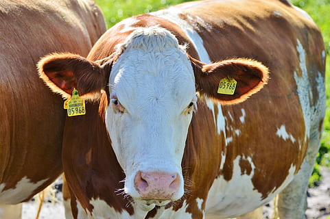 Kuh, Rindfleisch, Wiederkäuer, das Vieh, Vieh, paarhufer, Weide, Tier, Gras, Landwirtschaft, Milchkühe, Milchkuh, Viehzucht, Wiese, Natur, Tierwelt, Säugetier, inländisch, Tierthemen, Haustiere, Kamera betrachten, Porträt, ein Tier, Tiermarke, Wirbeltier, keine Leute, Hausrinder, Stehen, Fokus auf den Vordergrund, Tag, draußen, pflanzenfressend, 5K, CC0, gemeinfrei, lizenzfrei