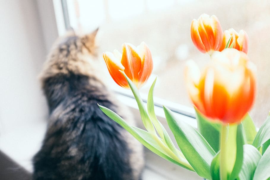 kucing dan bunga, kucing, bunga-bunga, binatang, alam, hewan peliharaan, kucing rumahan, hewan, bunga, dalam ruangan, imut, bunga tulp, vas, keindahan di alam, kepala bunga, tanaman berbunga, menanam, kesegaran, merapatkan, kerapuhan, tidak ada orang, hal berkembang, kerentanan, daun bunga, pertumbuhan, jendela, hari, fokus pada latar depan, merangkai bunga, 4K