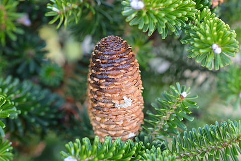 Kiefernzapfen, Zapfhahn, Nadelbaum, Tannennadeln, Nadelzweig, Geäst, Tanne, Natur, Wald, Grün, Pflanze, Kiefer, Pinaceae, grüne Farbe, Baum, Nahansicht, Tannenzapfen, keine Leute, Tag, Wachstum, Schönheit in der Natur, Feier, Fokus auf den Vordergrund, Nadel - Pflanzenteil, draußen, Blatt, Pflanzenteil, Weihnachten, Tannenbaum, Kiefernwald, 5K, CC0, gemeinfrei, lizenzfrei