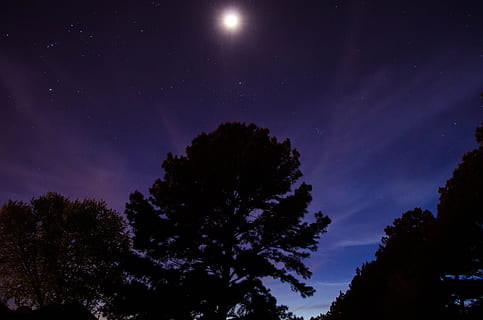 Silhouette des Baumes, Bäume, Wald, Mondlicht, Mond-, Natur, Holz, Silhouetten, Nacht-, dunkel, Mondschein, voll, Mond, hell, Sterne, Universum, Kosmos, Astronomie, Astrofotografie, funkelt, Baum, Stern - Raum, Himmel, Pflanze, Platz, Schönheit in der Natur, keine Leute, Szenen - Natur, Ruhe, Silhouette, ruhige Szene, Flachwinkelansicht, draußen, Galaxis, Star, beleuchtet, Helligkeit, 4K, CC0, gemeinfrei, lizenzfrei