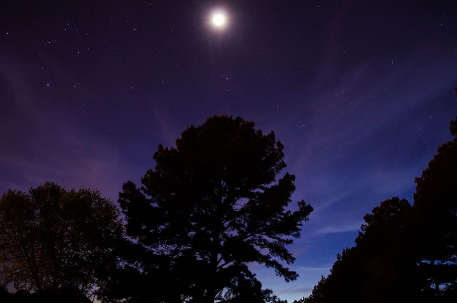 silueta d’arbre, arbres, bosc, llum de la lluna, lunar, naturalesa, fusta, siluetes, nit, fosc, ple, lluna, brillant, estrelles, univers, cosmos, astronomia, astrofotografia, brilla, arbre, estrella - espai, cel, planta, espai, bellesa a la natura, cap gent, escenics - natura, tranquil·litat, silueta, escena tranquil·la, vista d’angle baix, a l'aire lliure, galàxia, estrella, il·luminat, lluminositat, 4K