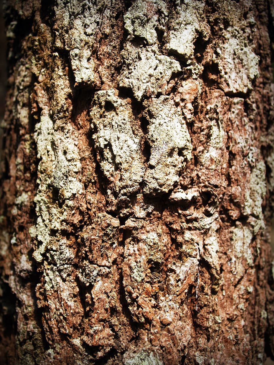 escorça, arbre, fusta, pi, fons, resum, pell, pissarra, superfície, primer pla, aspre, natural, marró, podrit, línia, història, corroït, corrosió, vell, tauler, macro, protecció, detallat, envelliment, paret, temps, graner, bosc, textura, disseny, planta, tronc, antiguitat, silvicultura, grunge, traçat, accidentat, naturalesa, medi ambient, detall, patró, resistent, fusteria, sec, material, tronc de l'arbre, marc complet, cap gent, escorça de la planta, patró natural, creixement, material de fusta, dia, a l'aire lliure, efecte texturat, liquen, 2K