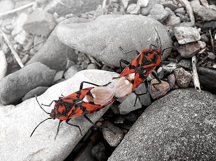 eurydema ornata, punainen vika, parittelu, pariutumisen, jäljentäminen, oranssi kovakuoriainen, kivet, palaa, kivihiili, ulkona, punainen, liekki, tuhka, eläinten villieläimet, rock, vankka, eläinten teemoja, eläimiä, rock - esine, eläin, hyönteinen, luonto, selkärangaton, päivä, lähikuva, ei ihmisiä, keskittyä etualalle, yksi eläin, korkea kulma, kuvioitu, perhonen - hyönteinen, 2K, CC0, public domain, rojaltivapaa