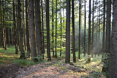 forest, sunlight, nature, tree, plant, land, tree trunk, trunk, woodland, tranquility, beauty in nature, tranquil scene, scenics - nature, non-urban scene, growth, day, remote, no people, landscape, outdoors, abundance, coniferous tree, bamboo - plant, pine woodland, pine tree, 4K, CC0, public domain, royalty free