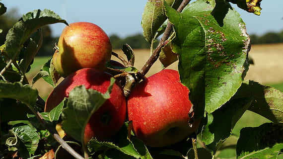 arbre fruiter, arbre, fruita, pomes, vermell, poder, menjar i beguda, menjar, alimentació saludable, frescor, creixement, planta, benestar, full, part de la planta, naturalesa, agricultura, primer pla, cap gent, color verd, dia, fruita de poma, pomera, a l'aire lliure, madur, 5K, CC0, domini públic, lliure de regalies