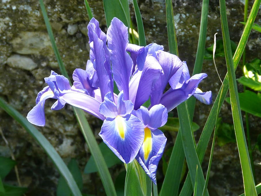 aigua d’iris, macro, blau, violeta, groc, planta amb flors, flor, planta, porpra, bellesa a la natura, pètal, frescor, vulnerabilitat, fragilitat, creixement, primer pla, iris, cap de flor, inflorescència, naturalesa, iris - planta, cap gent, centrar-se en primer pla, dia, botànica, safrà, 1080P