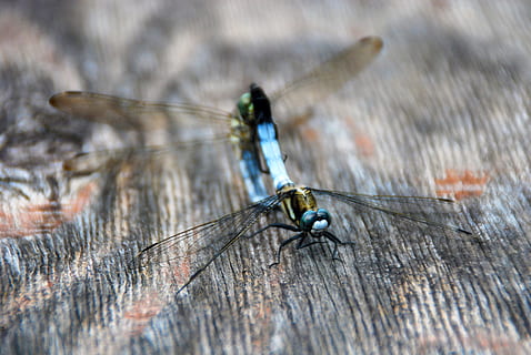 libèl·lula, insecte, error, naturalesa, animal, vida salvatge, ala, estiu, blau, invertebrat, temes d'animals, fauna animal, animals a la natura, primer pla, material de fusta, ala dels animals, un animal, cap gent, enfocament selectiu, dia, a l'aire lliure, primer pla extrem, volar, macro, moviment, 4K, CC0, domini públic, lliure de regalies