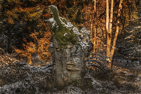 radice dell'albero, foresta, Morsch, natura, radice, legna, ceppo, muschio, vecchio, tronco d'albero, radicato, vecchia radice, tribù, deforme, abbaiare, parco, pianta, divorato, Sambuco, albero putrefatto, pietra, sistema di root, roccia, Marrone, marcisce, le scale, pianta morta, verde, alberi, pino, albero verde, vecchio albero, le foglie, cuore, parchi, foresta Nera, inverno, la neve, paesaggio, invernale, freddo, idilliaco, nevoso, bianca, nessuno, giorno, all'aperto, avvicinamento, albero, tronco, arte e artigianato, terra, crescita, rappresentazione umana, rappresentazione, mestiere, creatività, somiglianza maschile, scultura, la tranquillità, statua, 5K, CC0, dominio pubblico, privo di copyright