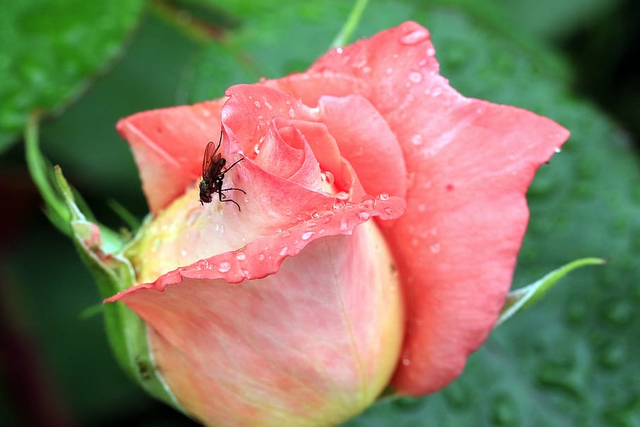 brot, mucha, estiu, primer pla, la delicadesa, pètals de rosa, gotes d'aigua, salmó, la frescor, els pètals, Rosa, jardí, macro, rosebud, figura, flor, planta amb flors, planta, fragilitat, bellesa a la natura, vulnerabilitat, frescor, invertebrat, pètal, insecte, animals a la natura, cap de flor, creixement, fauna animal, animal, inflorescència, tirar, temes d'animals, un animal, cap gent, primavera, rosada, pluja, 5K