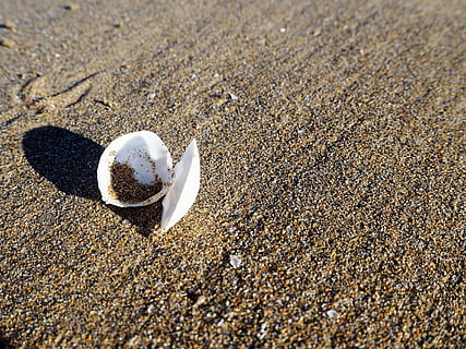 shell, pláž, Pozadí, Dovolená, moře, písek, Příroda, jezero, sbírat, voda, písečná pláž, mušle, letní, deco, uvízl, přistát, slunečního světla, den, zvířat, nikdo, vysoký úhel pohledu, zvíře, detail, texturou, zvířecí shell, venku, stín, krása v přírodě, námořní, povrchu, oblázek, 4K
