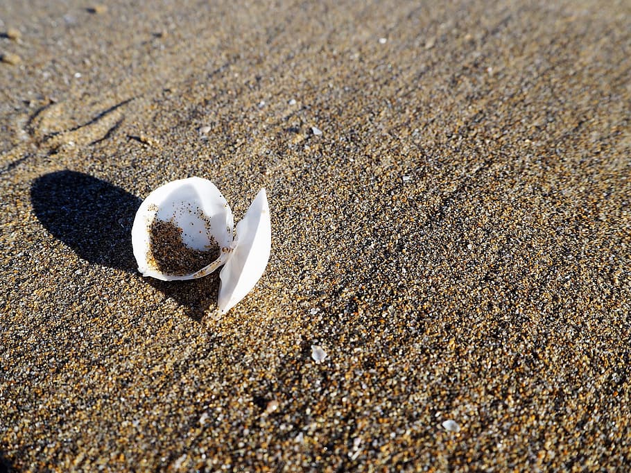 shell, platja, fons, festa, mar, sorra, naturalesa, llac, recollir, aigua, platja de sorra, petxina de mar, estiu, deco, encallat, terra, llum solar, dia, fauna animal, cap gent, vista d’angle alt, animal, primer pla, textura, closca d’animals, temes d'animals, a l'aire lliure, ombra, bellesa a la natura, marí, nivell superficial, còdols, 4K