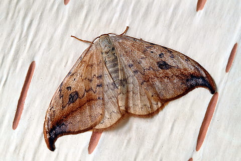 falena, macro, insetto, vicino, ala, animale, invertebrato, temi animali, ala animale, avvicinamento, un animale, fauna selvatica, animali allo stato selvatico, nessuno, farfalla - insetto, in casa, vista dall'alto, bellezza nella natura, natura, Marrone, zoologia, modello, segni di animali, 4K, CC0, dominio pubblico, privo di copyright