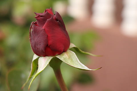 unique, statique, Naturel, fleur, plante à fleurs, plante, rouge, fermer, fraîcheur, beauté dans la nature, personne, Rose, une rose, la nature, pétale, fragilité, inflorescence, se concentrer sur le premier plan, vulnérabilité, tête de fleur, en plein air, mise au point sélective, sépale, 5K, CC0, domaine public, libre de droits