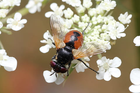 volar, abella, vermell, ala, flor, espolvorear, insecte, naturalesa, recollir pol len, alimentació, precursor de la primavera, florir, nèctar, estiu, insecte de vol, macro, registre públic, planta amb flors, temes d'animals, fauna animal, invertebrat, animal, animals a la natura, planta, un animal, fragilitat, frescor, vulnerabilitat, primer pla, bellesa a la natura, pètal, cap de flor, Color blanc, centrar-se en primer pla, creixement, cap gent, polinització, ala dels animals, pol·len, Abellot, 2K, CC0, domini públic, lliure de regalies