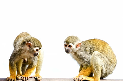 Due, Marrone, scimmie, vicino, foto, scimmia, isolato, bianca, amazon, scoiattolo, foresta pluviale, albero, grugno, America, museruola, naturale, mammifero, minuscolo, espressione, centrale, giallo, vita, Sud, nuovo mondo, orecchie, al di fuori, occhiata, human-like, occhi, carina, foresta, sciureus, Guarda, viso, animale, primate, natura, temi animali, fauna selvatica, gruppo di animali, animali allo stato selvatico, vertebrato, nessuno, due animali, sfondo bianco, girato in studio, seduta, giovane animale, solidarieta, copia spazio, meerkat, famiglia di animali, babbuino, 1080P, CC0, dominio pubblico, privo di copyright
