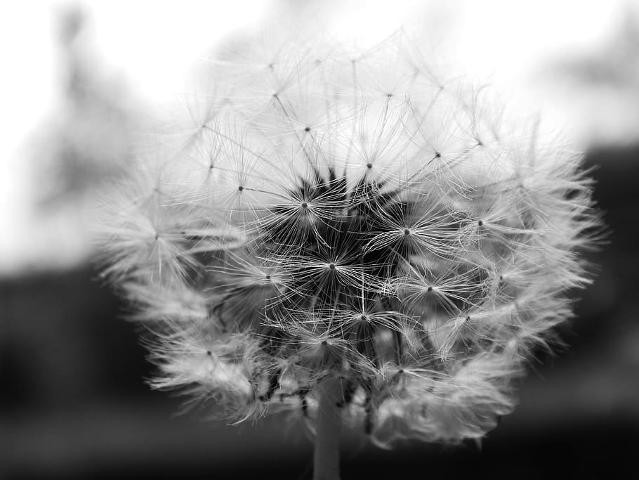 dent de lleó, macro, fluff, primavera, flor, planta amb flors, planta, primer pla, fragilitat, frescor, vulnerabilitat, bellesa a la natura, suavitat, creixement, naturalesa, inflorescència, centrar-se en primer pla, cap de flor, llavor de dent de lleó, sense cultiu, llavor, cap gent, a l'aire lliure, 4K
