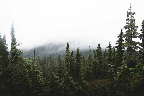 bosc, muntanyes, ennuvolat, cel, durant el dia, verd, arbres, cobert, núvols, muntanya, arbre, núvol, boira, senderisme, Canadà, columbium britànic, naturalesa, planta, bellesa a la natura, escenics - natura, tranquil·litat, escena tranquil·la, terra, creixement, pi, escena no urbana, cap gent, arbre de coníferes, color verd, medi ambient, dia, a l'aire lliure, bosc de pi, arbre de fulla perenne, 5K, CC0, domini públic, lliure de regalies