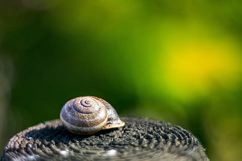 caracol, cáscara, babosa, lento, animal, temas de animales, fauna animal, molusco, caparazón de animal, gasterópodo, de cerca, un animal, invertebrado, espiral, animales en la naturaleza, naturaleza, nadie, centrarse en primer plano, parte del cuerpo del animal, enfoque selectivo, color verde, aburrimiento, al aire libre, arrastrándose, pequeña, 5K