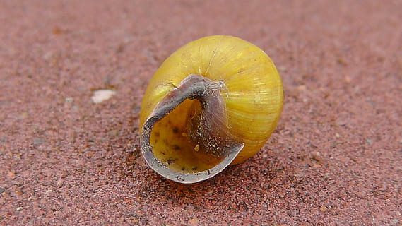 Schale, Schnecke, Wirbellosen, Weichtiere, Tiere, Landschnecke, verlassen, leblos, Natur, Tierhülle, Weichtier, Nahansicht, Meer, Tierwelt, Land, keine Leute, Tier, wirbellos, Gelb, ein Tier, High Angle View, Tierthemen, Tiere in freier Wildbahn, Sand, Tag, Essen und Trinken, einzelnes Objekt, Fokus auf den Vordergrund, draußen, direkt darüber, 2K, CC0, gemeinfrei, lizenzfrei