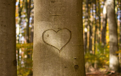 Herz, graviert, Baumstamm, Baum, kratzen, Baum Herz, Borke, Liebe, Natur, Romantik, Gefühle, Zuneigung, versprechen, Licht, Liebessymbol, Symbol, romantisch, Valentinstag, Hochzeitstag, Geburtstag, Muttertag, positive Emotionen, Herzform, Kofferraum, Emotion, Fokus auf den Vordergrund, Pflanze, Wald, Tag, Nahansicht, draußen, Kunst, Kunst und Handwerk, Kommunikation, Valentinstag - Urlaub, orthographisches Symbol, 4K, CC0, gemeinfrei, lizenzfrei