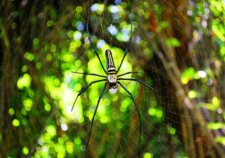 aranha, teia de aranha, rede, natureza, orvalho, inseto, macro, gota de orvalho, talão, arvores, floresta, verde, brilho do sol, animais em estado selvagem, um animal, animais selvagens, temas animais, invertebrado, aracnídeo, animal, artrópode, fragilidade, fechar-se, focar em primeiro plano, dia, ninguém, zoologia, vulnerabilidade, foco seletivo, ao ar livre, perna de animal, 4K, CC0, domínio público, royalty free