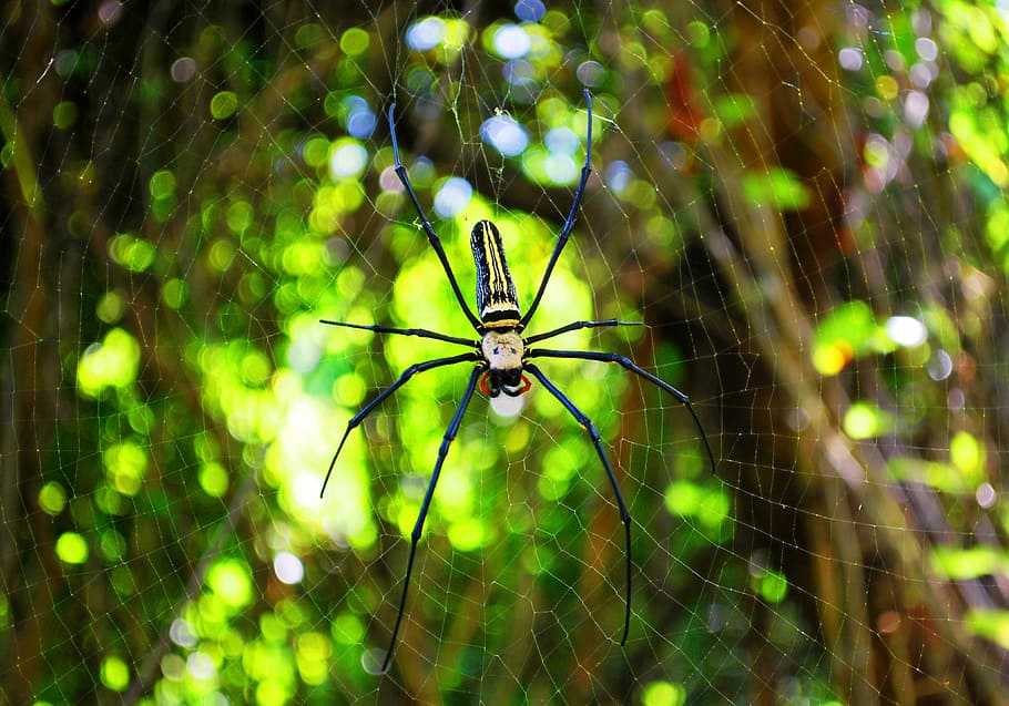 aranha, teia de aranha, rede, natureza, orvalho, inseto, macro, gota de orvalho, talão, arvores, floresta, verde, brilho do sol, animais em estado selvagem, um animal, animais selvagens, temas animais, invertebrado, aracnídeo, animal, artrópode, fragilidade, fechar-se, focar em primeiro plano, dia, ninguém, zoologia, vulnerabilidade, foco seletivo, ao ar livre, perna de animal, 4K