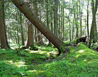 grønne trær, skogbruk, skog, tre, trær, natur, veltet, styrtet, falt ned, Logg, blokkert, blokade, skogarbeid, tre sakarbeid, stormskader, hindring, skader på skogen, utendørs, landskap, sommer, grønn farge, anlegg, land, stamme, trestamme, ro, vekst, skjønnhet i naturen, rolig scene, naturskjønnhet - natur, gress, ikke-urbane scene, dag, miljø, fjern, ingen folk, sti, 2K, CC0, offentlig domene, opphavsrett gratis