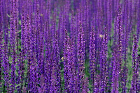 espígol, flors, violeta, prat, plantes, l'olor de, naturalesa, planta, jardí, el rerefons, blau, macro, porpra, flor, color lavanda, marc complet, perfumat, planta amb flors, bellesa a la natura, vulnerabilitat, fragilitat, creixement, frescor, primer pla, enfocament selectiu, botànica, fons, camp, cap gent, terra, primavera, cap de flor, llit de flors, 4K, CC0, domini públic, lliure de regalies