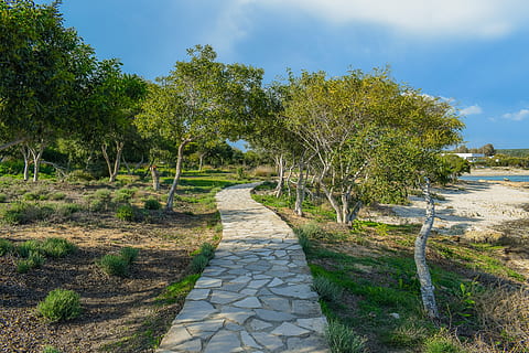 kelias, coppice, susitvarkyti, miškas, medžiai, glade, jūros, pobūdį, makronissos, aiaia napa, Kipras, kraštovaizdį, peizažas, pakrantės, augalų, medis, pėsčiųjų takas, grožis gamtoje, kryptis, kelias pirmyn, ramybė, dangus, vaizdai - gamta, nėra žmonių, ramioje scenoje, žemės, ne miesto scenoje, žalia spalva, dieną, žolė, aplinką, augimą, lauke, mažėja perspektyva, 5K, CC0, Viešasis domenas, nemokamai