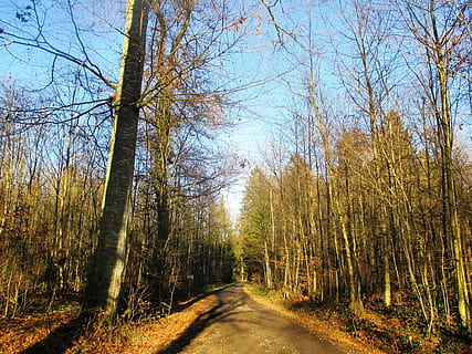 sentiero nel bosco, foresta, idillio, percorso migratorio, sentiero, escursioni a piedi, alberi, Svizzera, thurgau, Amriswil, Sommeri, albero, pianta, la strada davanti, direzione, la tranquillità, strada, terra, natura, bellezza nella natura, scena tranquilla, albero nudo, prospettiva decrescente, nessuno, mezzi di trasporto, cielo, tronco d'albero, scenics - natura, scena non urbana, tronco, bosco, all'aperto, modificare, treelined, lungo, 4K, CC0, dominio pubblico, privo di copyright