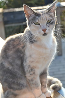 Katze, liebt, Sonne, Haustiere, inländisch, Säugetier, Hauskatze, katzenartig, ein Tier, Wirbeltier, Fokus auf den Vordergrund, Tag, keine Leute, suchen, Nahansicht, Whisker, Sonnenlicht, Porträt, 4K, CC0, gemeinfrei, lizenzfrei