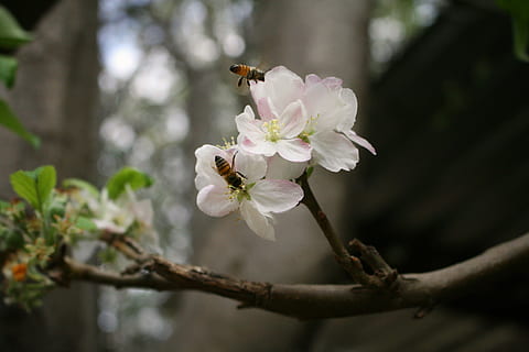 Bienen, Blumen, braun, Weiß, Blume, Biene, Pollen, Bokeh, Natur, Tier, Insekt, Flug, fliegen, fliegend, Flügel, Honig, Wespe, Nektar, Garten, Wald, Ast, blühen, Baum, Foto, Pflanze, blühende Pflanze, Schönheit in der Natur, Zerbrechlichkeit, Frische, Verletzlichkeit, Wachstum, Nahansicht, Frühling, keine Leute, Fokus auf den Vordergrund, weiße Farbe, Blütenkopf, Blütenblatt, Tag, draußen, Kirschblüte, Kirschbaum, 4K, CC0, gemeinfrei, lizenzfrei