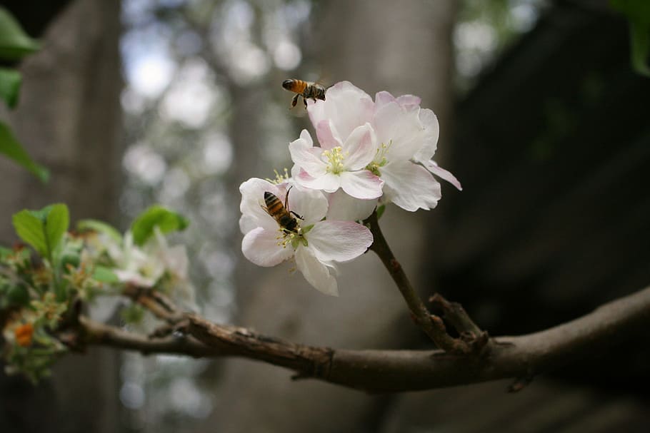 Bienen, Blumen, braun, Weiß, Blume, Biene, Pollen, Bokeh, Natur, Tier, Insekt, Flug, fliegen, fliegend, Flügel, Honig, Wespe, Nektar, Garten, Wald, Ast, blühen, Baum, Foto, Pflanze, blühende Pflanze, Schönheit in der Natur, Zerbrechlichkeit, Frische, Verletzlichkeit, Wachstum, Nahansicht, Frühling, keine Leute, Fokus auf den Vordergrund, weiße Farbe, Blütenkopf, Blütenblatt, Tag, draußen, Kirschblüte, Kirschbaum, 4K
