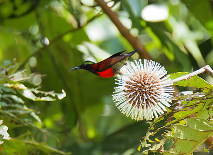 natur, træ, flora, blad, udendørs, blomst, dyreliv, vild, sæson, tropisk, fugl, crimson, sunbird, tæt på, plante, dyr i naturen, dyre temaer, dyr, et dyr, skønhed i naturen, fokus på forgrunden, blomstrende plante, vækst, dag, ingen mennesker, skrøbelighed, sårbarhed, grøn farve, hvirveldyr, blomsterhoved, 2K, CC0, offentligt domæne, royaltyfrie