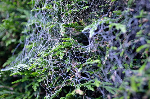 web, teranyina, arbust, aranya, fulles, fons, naturalesa, resum, cap gent, primer pla, molsa, planta, creixement, enfocament selectiu, dia, arbre, bellesa a la natura, fragilitat, a l'aire lliure, part de la planta, terra, vulnerabilitat, color verd, full, tranquil·litat, complexitat, liquen, 4K, CC0, domini públic, lliure de regalies