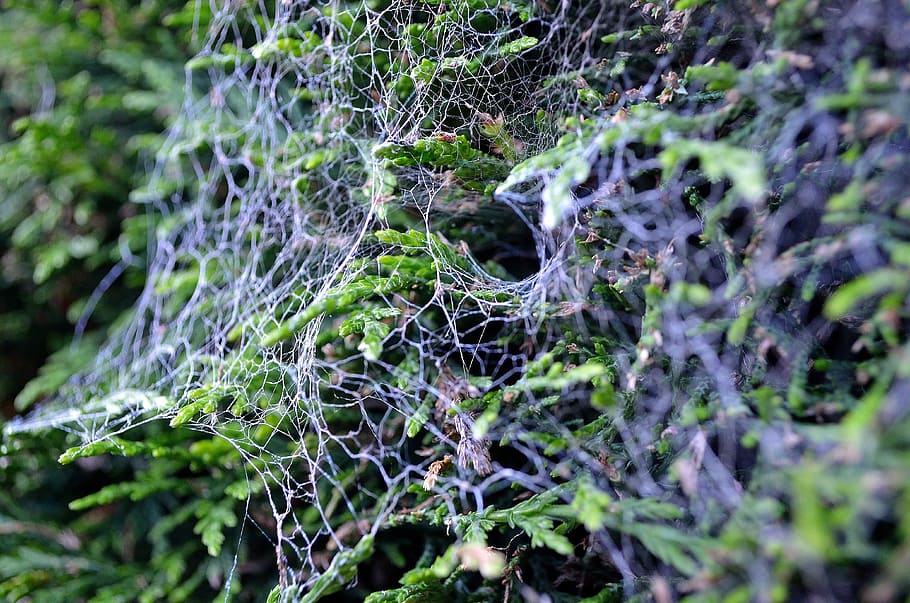 web, teranyina, arbust, aranya, fulles, fons, naturalesa, resum, cap gent, primer pla, molsa, planta, creixement, enfocament selectiu, dia, arbre, bellesa a la natura, fragilitat, a l'aire lliure, part de la planta, terra, vulnerabilitat, color verd, full, tranquil·litat, complexitat, liquen, 4K