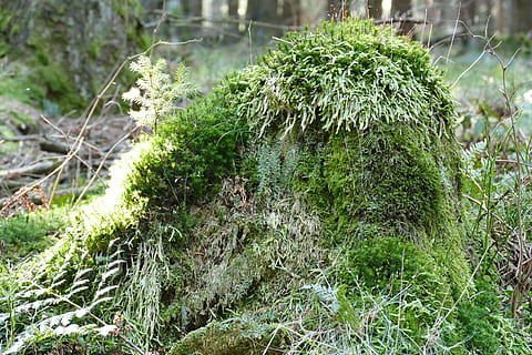 tree stump, idyllic, forest, spring, romantic, moss, spruce, seedling, plant, growth, green color, day, nature, no people, land, focus on foreground, field, beauty in nature, close-up, outdoors, tranquility, tree, grass, covering, plant part, leaf, lichen, 5K, CC0, public domain, royalty free