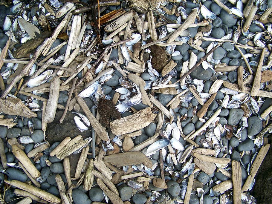 platja, petxines, fusta flotant, còdols, roques, fons, mar, marc complet, color plata, pila, cap gent, alumini, gran grup d'objectes, abundància, dia, material de fusta, naturalesa, Munt, natura morta, a l'aire lliure, directament a sobre, vista d’angle alt, patró, metall, espatllat, closca d’animals, textura, primer pla, 2K