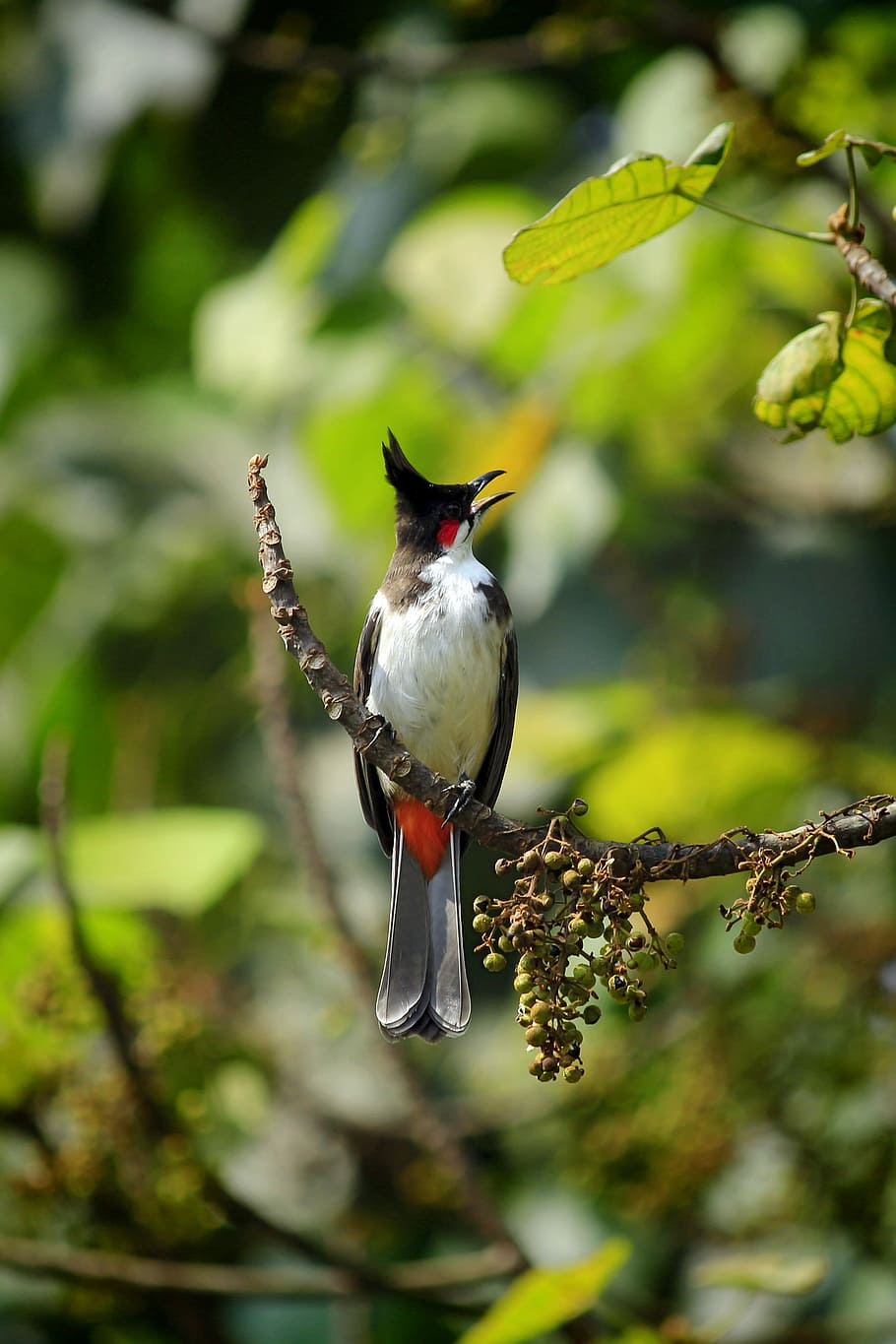 sélectif, photographie de mise au point, oiseau, blanc, noir, rouge, brindille, plumes, arbre, branche, baies, feuille, queue, sauvage, thèmes animaux, animal, vertébré, animaux à l'état sauvage, la faune des animaux, un animal, se percher, se concentrer sur le premier plan, plante, personne, journée, la nature, fermer, en plein air, beauté dans la nature, couleur verte, 2K