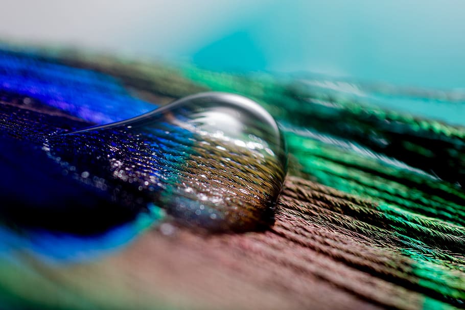 foto de primer pla, gota d'aigua, fusta, superfície, ploma de paó, ploma, degoteig, macro, nahaufnahme, paó, enfocament selectiu, primer pla, cap gent, color verd, blau, art i artesania, multicolor, lleuger, patró, a l'interior, natura morta, material de fusta, naturalesa, suavitat, sol objecte, tir de l'estudi, color turquesa, 2K