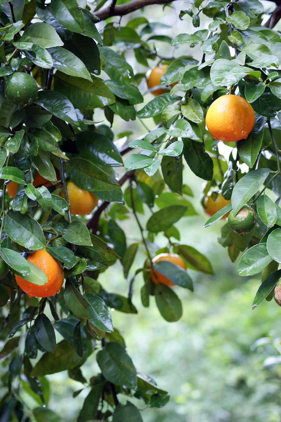taronges, arbre, pluja, humit, fruita, naturalesa, paraguay, Sud Amèrica, alimentació saludable, full, part de la planta, menjar, creixement, menjar i beguda, color taronja, planta, arbre fruiter, frescor, cítrics, taronja, taronja - fruita, benestar, color verd, cap gent, a l'aire lliure, madur, 4K