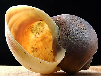 snegl shell, lyse, tæt, mad, mad og drikke, sund kost, friskhed, velvære, tæt på, indendørs, stilleben, studio skud, ingen mennesker, sort baggrund, grøntsag, bord, kartoffel, klar til at spise, høj vinkel visning, Brun, rå kartoffel, beholder, gul, fristelse, Vegetarmad, 4K, CC0, offentligt domæne, royaltyfrie