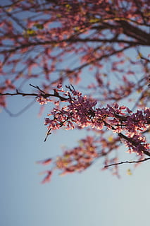 rosa, fotografia di close-up di piante, selettivo, fotografia a fuoco, ciliegia, fiorire, albero, fiore, primavera, luce del sole, ombra, pianta, ramo, crescita, bellezza nella natura, natura, fragilità, pianta fiorita, Inquadratura dal basso, giorno, cielo, nessuno, avvicinamento, freschezza, vulnerabilità, concentrarsi sulle conoscenze acquisite, messa a fuoco selettiva, all'aperto, modificare, fiore di ciliegio, ciliegio, 5K, CC0, dominio pubblico, privo di copyright