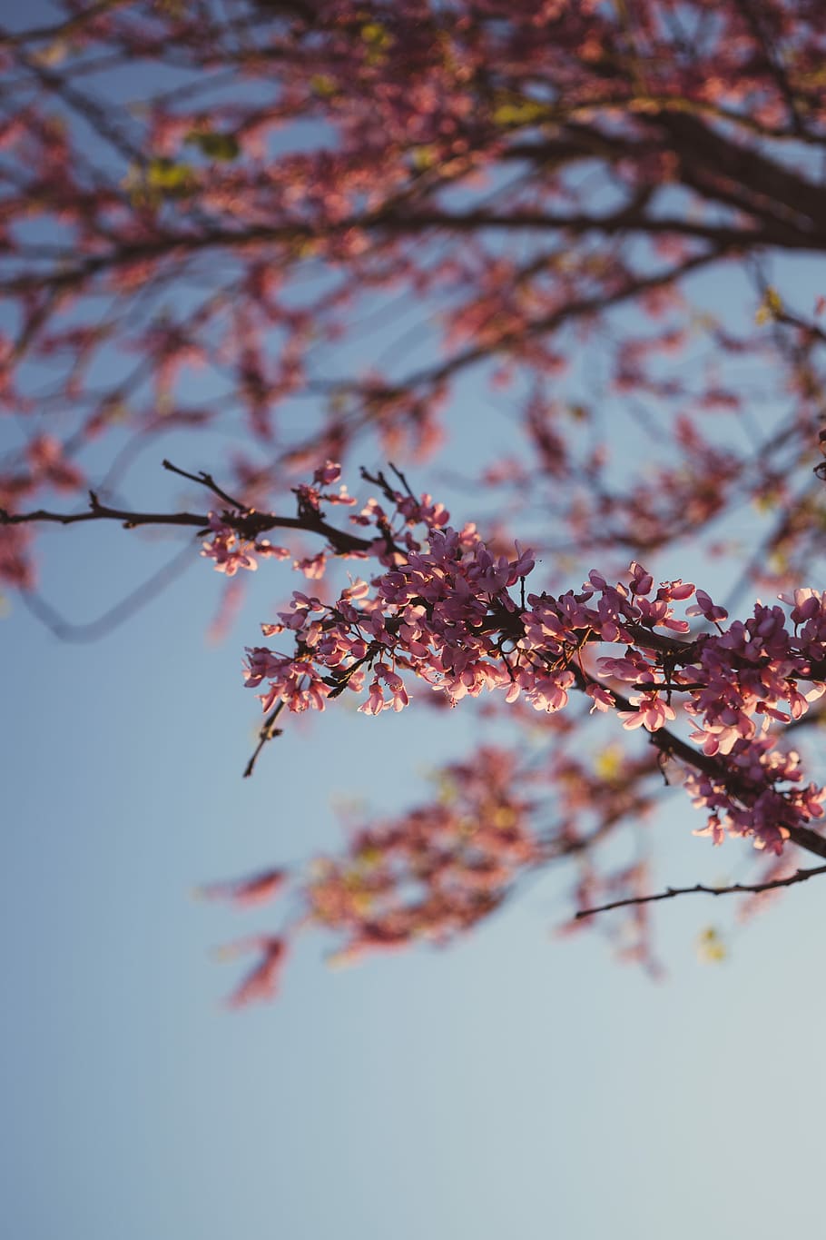 rosa, fotografia di close-up di piante, selettivo, fotografia a fuoco, ciliegia, fiorire, albero, fiore, primavera, luce del sole, ombra, pianta, ramo, crescita, bellezza nella natura, natura, fragilità, pianta fiorita, Inquadratura dal basso, giorno, cielo, nessuno, avvicinamento, freschezza, vulnerabilità, concentrarsi sulle conoscenze acquisite, messa a fuoco selettiva, all'aperto, modificare, fiore di ciliegio, ciliegio, 5K