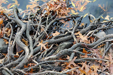 radice, foresta, albero, vecchio, pianta, parte vegetale, nessuno, natura, giorno, foglia, terra, crescita, asciutto, avvicinamento, ramo, campo, bellezza nella natura, all'aperto, ramoscello, la tranquillità, complessità, ingarbugliato, pianta morta, 5K, CC0, dominio pubblico, privo di copyright