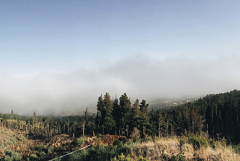 bjerge, grøn, træer, antenne, fotografering, bjerg, dagtimerne, Skov, Sky, tåge, træ, landskab, natur, tåget, landspace, ødemark, røg, ocean, vulkan, tenerife, plante, himmel, rolig scene, skønhed i naturen, ro, scenics - natur, miljø, jord, sky - himmel, ikke-urbane scene, ingen mennesker, dag, vækst, udendørs, 2K, CC0, offentligt domæne, royaltyfrie