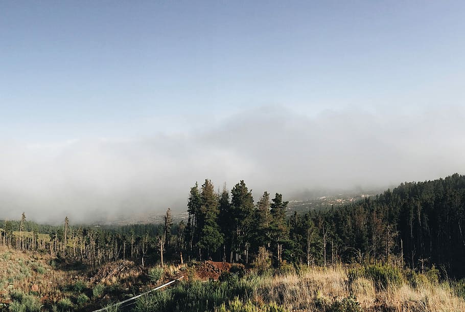 bjerge, grøn, træer, antenne, fotografering, bjerg, dagtimerne, Skov, Sky, tåge, træ, landskab, natur, tåget, landspace, ødemark, røg, ocean, vulkan, tenerife, plante, himmel, rolig scene, skønhed i naturen, ro, scenics - natur, miljø, jord, sky - himmel, ikke-urbane scene, ingen mennesker, dag, vækst, udendørs, 2K