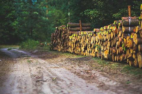 silnice, způsob, cesta, les, dřevo, logger, dřevo - materiál, strom, Příroda, venku, palivové dříví, venkovské scény, rostlina, selektivní zaměření, nikdo, den, přistát, směr, v řadě, cesta vpřed, růst, přeprava, stavba, pěšina, architektura, log, perspektiva, 5K, CC0, veřejná doména, bez autorských práv