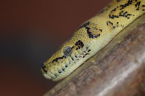 gyvatė, galva, geltona juoda, pythonas, ropliai, gyvūnas, siaurėjantis, ne toksiškas, padaras, terariumas, boa, snakehead, pašaras, pelės medžiotojas, Australija, medžio pythonas, gyvūnų portretas, egzotiškas, slepiasi, laukinės gamtos, mėsėdis, nuodingas, pobūdį, vienas gyvūnas, gyvūnų temos, gyvūnų gyvūnija, gyvūnams, stuburiniai, Iš arti, gyvūnų kūno dalis, nėra žmonių, gyvūnų skalė, studija, gyvūnų galva, geltona, gyvūnų ženklai, įspėjamasis ženklas, Sugarbanota, gecko, juodas fonas, gyvūnų kalba, gyvūnų akis, 5K, CC0, Viešasis domenas, nemokamai