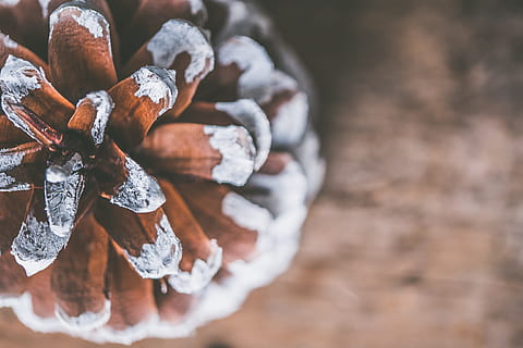 ruskea, kartio mänty, kallistus valokuvaus, tausta, hämärtää, hämärtynyt tausta, lähikuva, fokus, makrokuvaus, maalannut, pinecone, ylhäältä, ei ihmisiä, keskittyä etualalle, puu - materiaali, suuri joukko esineitä, päivä, ruoka ja juoma, männynkäpy, asetelma, ruoka, yltäkylläisyys, luonto, valikoiva tarkennus, korkea kulma, talvi-, sisällä, suoraan edellä, puu, havupuu, 4K, CC0, public domain, rojaltivapaa